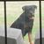 Juanita Chachi-Hall Williams's profile image