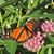 Dolores Shank-Samiec's profile image