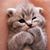 Lori Brown's profile image
