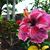 Sharon Wilson's profile image