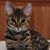 Latanya D. Davis's profile image