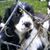 Deborah Goodlet's profile image
