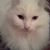 Carolyn Dutter-Wolke's profile image