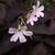 Melissa D Deckard's profile image