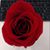 Tracey Gaine's profile image