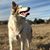 Jennifer Whitlock's profile image