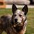 Allyson Schuller Campbell's profile image