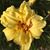 Ike Isaac Keith Wood's profile image