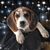 Amy Sue's profile image