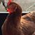 Lisa Smith Hoover's profile image