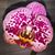 Kerry Carafa's profile image