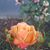 Bridget Dupzyk's profile image