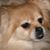 Karen Sedlmayer's profile image