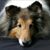 Scott Negulici's profile image