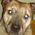 Debbie Dellernia Sciarabba's profile image