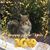Sharon Caldwell Houck's profile image
