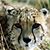 Sharon Todd's profile image