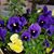 Ann W Spillman's profile image
