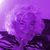 Jackie Desfosses's profile image