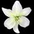 Rachel Brown's profile image