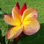 Carrie Howard's profile image