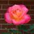 Linell Schultz's profile image