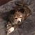 Sharon Maahs's profile image