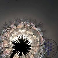 Alicia Liljefelt's profile image