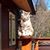 Lisa McCrillis's profile image