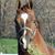 Judy Krause's profile image