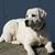 Tami Monson Sponaugle's profile image
