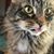 Sheena Pettit's profile image