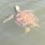 Lorraine Pucciarelli's profile image