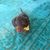 Debra Cullen Dumas's profile image