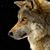 Susan Leah Tate's profile image