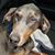 Amy Danielson's profile image