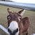 Pat Fletcher's profile image