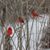 Debra Snook-hook's profile image