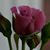 Angela Burch's profile image