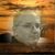 David Watson's profile image