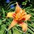 Lori Wilson's profile image