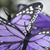 Sonya Pierce-Royster's profile image