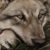 Miranda Barnes's profile image