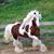 Fernando Juarez Alonso's profile image