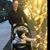 Renee Koren's profile image