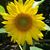 Deborah Carlton's profile image