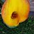 Sylvia Wachob Kalynchuk's profile image