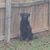 OndaRh RidgeWool's profile image