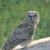 Sharon K Sullivan's profile image
