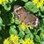 Courtney Sylvano-White's profile image